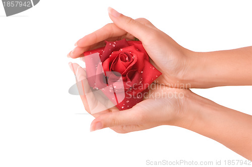 Image of red rose