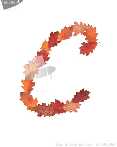 Image of letter made of oak autumn leaves