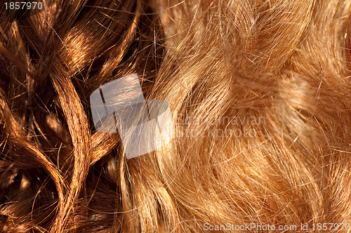 Image of curly wigs