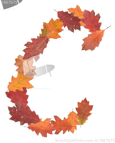 Image of letter made of oak autumn leaves