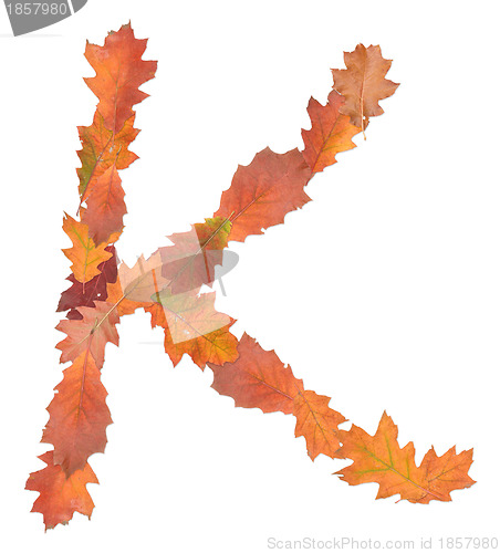 Image of letter made of oak autumn leaves