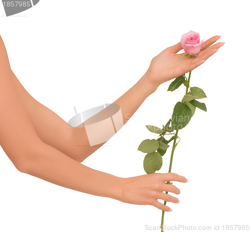 Image of rose