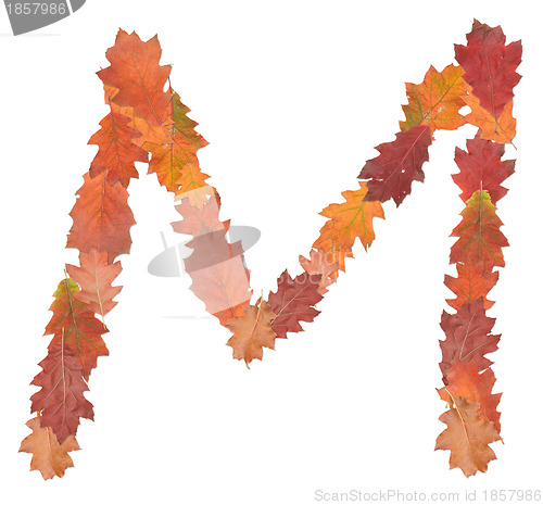 Image of letter made of oak autumn leaves