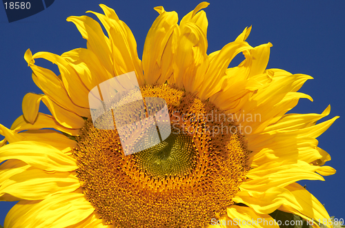 Image of the sunflower