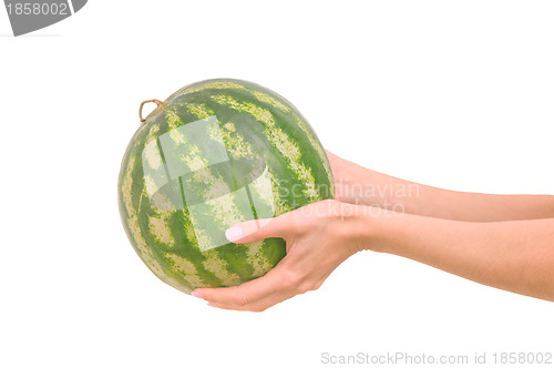 Image of small watermelon in the woman's hand