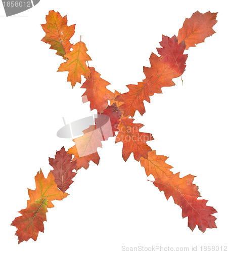 Image of letter made of oak autumn leaves