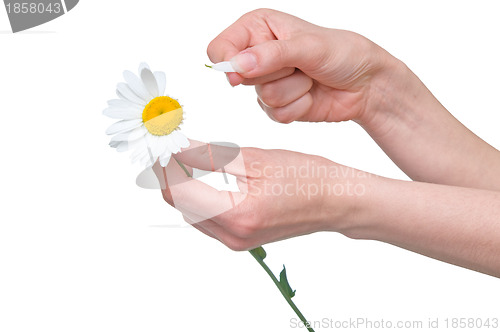 Image of plucking off the petals of a camomile
