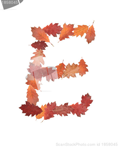 Image of letter made of oak autumn leaves