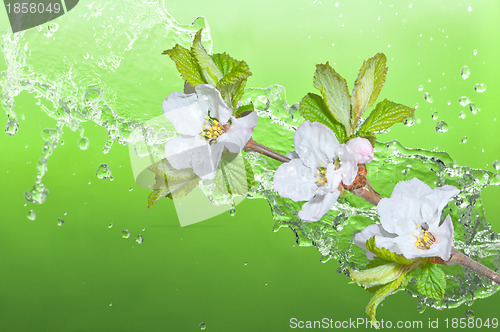 Image of Beautiful apricot blossom in the water