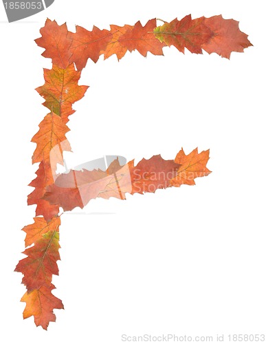 Image of letter made of oak autumn leaves