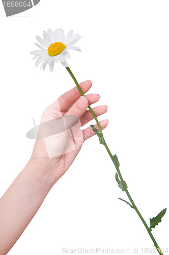 Image of daisy in the woman's hand