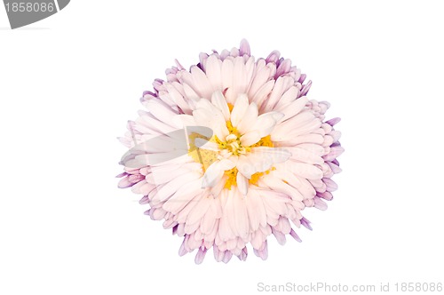 Image of daisy