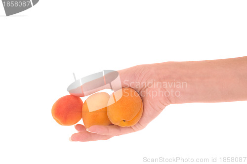 Image of three orange apricots in the hand
