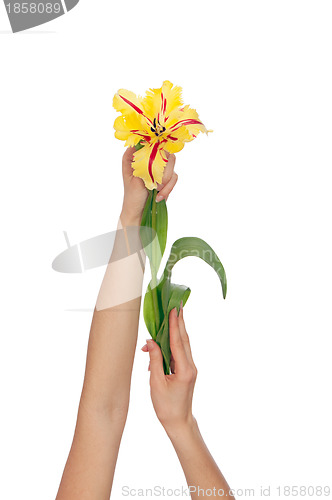 Image of colored tulip