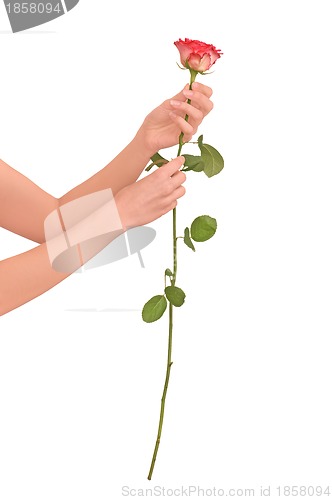 Image of rose