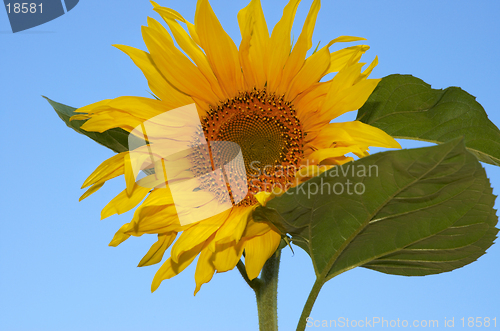 Image of the sunflower