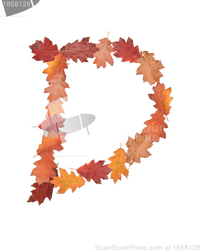 Image of letter made of oak autumn leaves