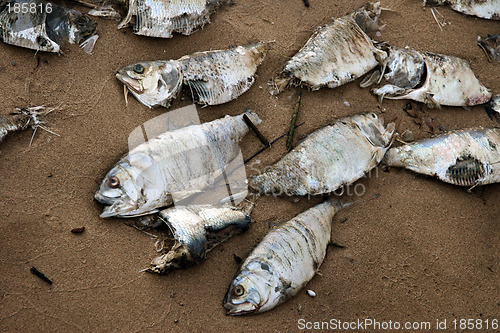 Image of Dead fish