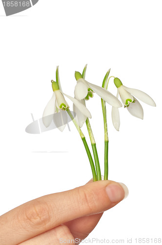 Image of snowdrops