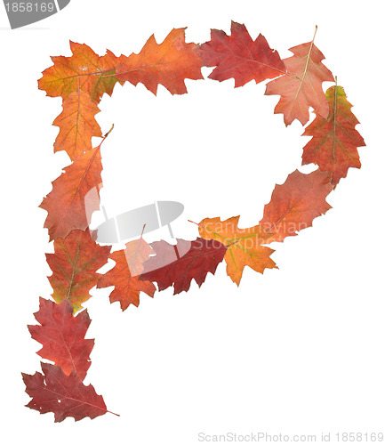 Image of letter made of oak autumn leaves