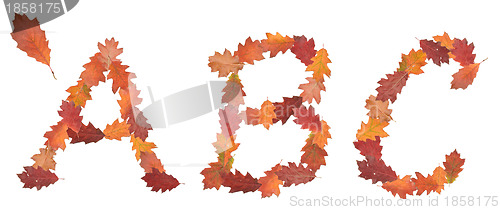 Image of alphabet made of autumn leaves