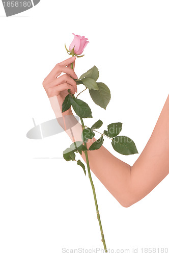 Image of rose