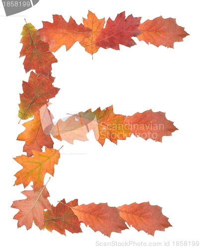 Image of letter made of oak autumn leaves