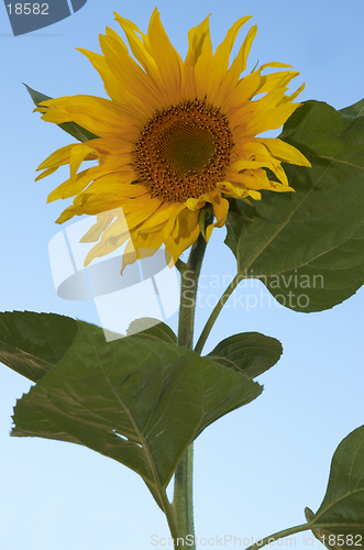 Image of the sunflower