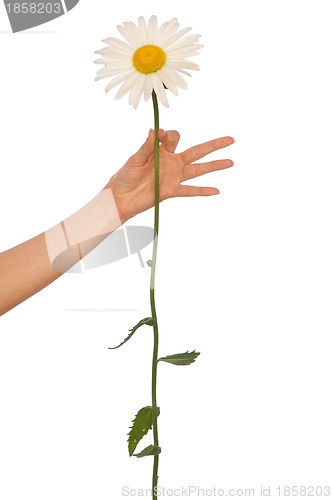 Image of big white daisy