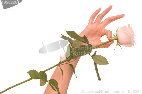 Image of woman holds one white rose