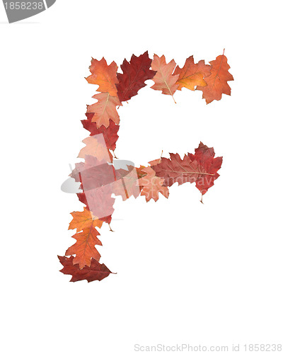 Image of letter made of oak autumn leaves