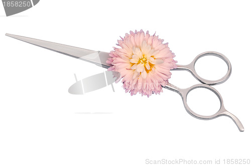 Image of scissors