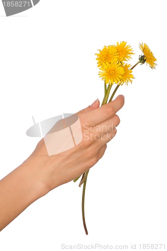 Image of yellow dandelions