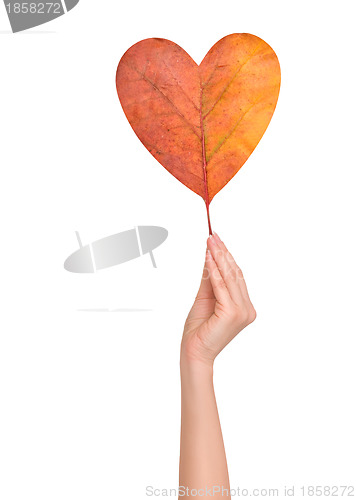 Image of autumn leaf in the shape of heart