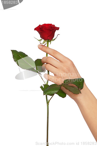 Image of red rose