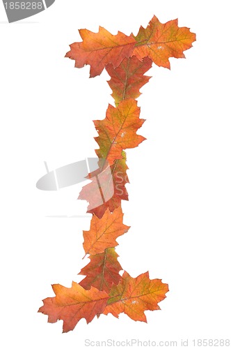 Image of letter made of oak autumn leaves