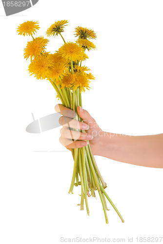 Image of yellow dandelions
