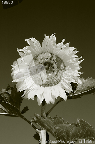 Image of the sunflower