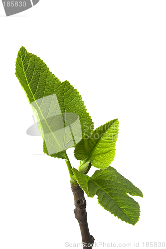 Image of Green leafs