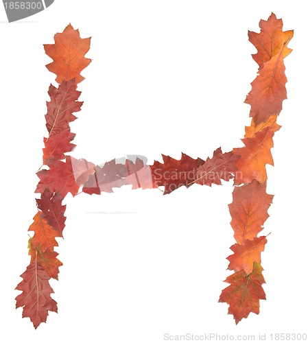 Image of letter made of oak autumn leaves
