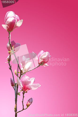 Image of branch of pink flower magnolia