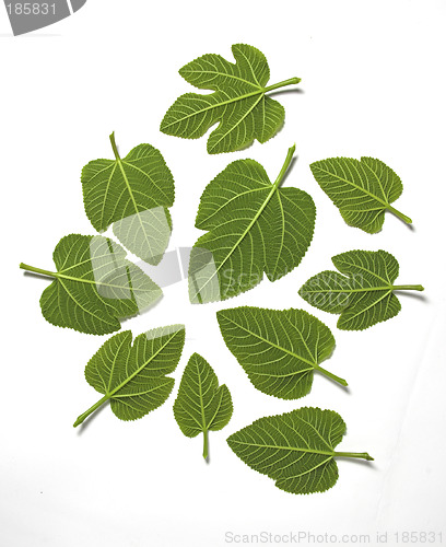 Image of Green leafs