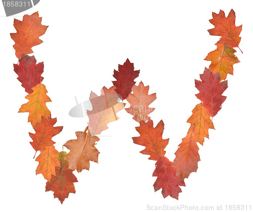 Image of letter made of oak autumn leaves