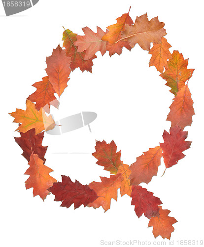 Image of letter made of oak autumn leaves