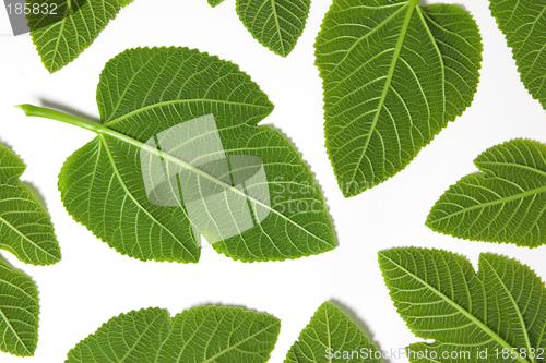 Image of Green leafs