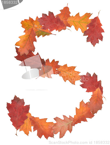 Image of letter made of oak autumn leaves