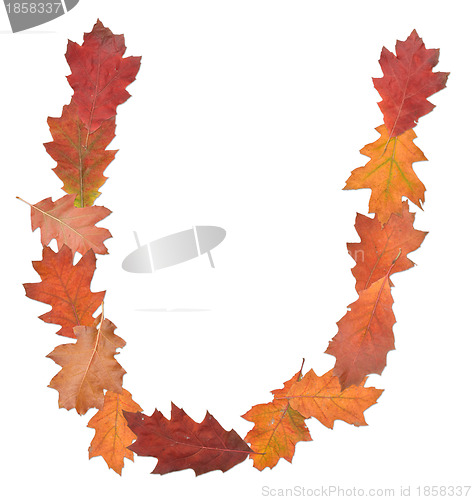 Image of letter made of oak autumn leaves