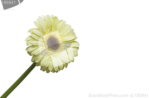 Image of Yellow flower