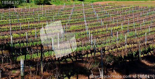 Image of Wine field