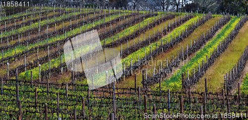 Image of Wine field